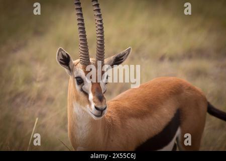 Gazzella nel Parco Nazionale di Amboseli nella Contea di Kajiado, Kenya, Africa Orientale. Foto Stock