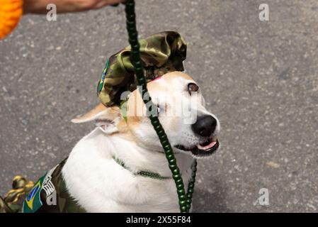 Un cane vestito in costume che cammina per la strada con il suo proprietario. Animale domestico sereno e calmo. Foto Stock