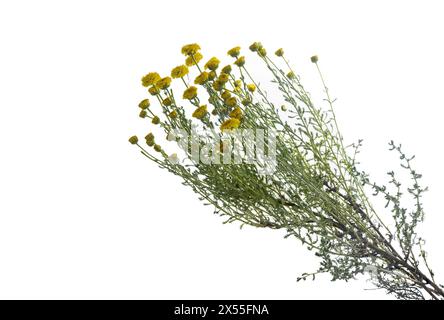 Pianta villosa di Santolina con splendidi fiori gialli, foto studio isolata su sfondo bianco, lavanda di cotone lanoso Foto Stock