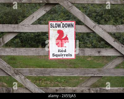RALLENTA il segnale di avvertimento Red Squirrels, Cumbria, Inghilterra Foto Stock