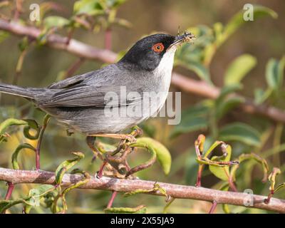 Warbler sardo maschile (Curruca melanocephala) cibo di trasporto, Paphos, Cipro Foto Stock