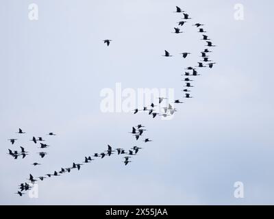 Gregge di Glossy Ibis (Plegadis falcinellus) sulla migrazione, Paphos, Cipro Foto Stock