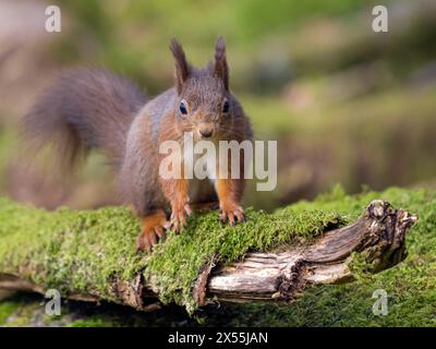 Red Squirrel (Sciurus vulgaris) sulla filiale Mossy, Cumbria, Inghilterra, Regno Unito Foto Stock