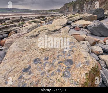 Fossili sulla spiaggia di Robin Hood's Bay, costa dello Yorkshire Foto Stock