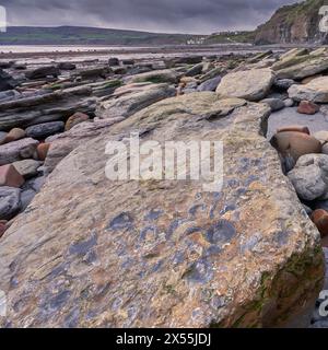 Fossili sulla spiaggia di Robin Hood's Bay, costa dello Yorkshire Foto Stock