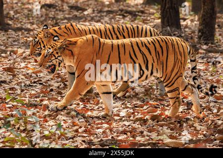 vista laterale di due tigri madre e un giovane che camminano fianco a fianco su un tappeto di foglie secche nella riserva delle tigri kanha in india Foto Stock