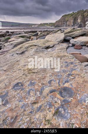 Fossili sulla spiaggia di Robin Hood's Bay, costa dello Yorkshire Foto Stock