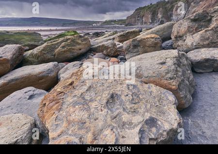 Fossili sulla spiaggia di Robin Hood's Bay, costa dello Yorkshire Foto Stock