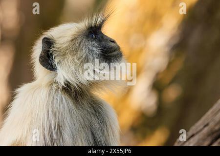 primo piano dell'espressione facciale e delle lunghe ciglia di scimmia di langur grigia che guardano verso l'alto nel parco nazionale kanha in india Foto Stock