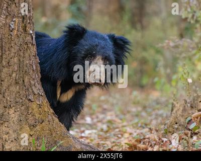 l'orso bruno maschio adulto con pelliccia scura nera guarda da dietro un albero nel parco nazionale kanha in india Foto Stock