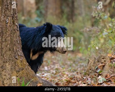 l'orso bruno maschio adulto con pelliccia scura nera guarda da dietro un albero nel parco nazionale kanha in india Foto Stock