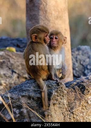 due piccole scimmie rhesus accovacciate sul pavimento della giungla osservano e imparano mentre giocano Foto Stock