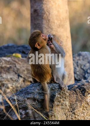 due piccole scimmie rhesus accovacciate sul pavimento della giungla che si addossano l'un l'altra e imparano mentre giocano Foto Stock