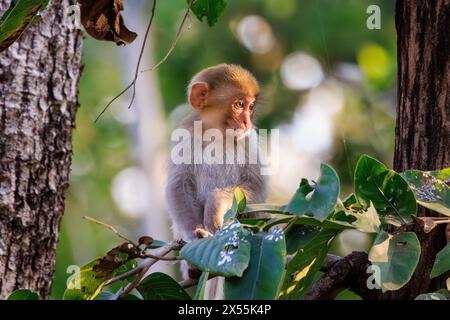 una singola scimmia rhesus si trova su un arbusto verde tra gli alberi nel parco nazionale di pench con il suo volto in una zona di luce solare Foto Stock