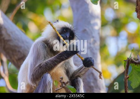 primo piano di langur grigio che regge un lungo ramoscello e mangia la corteccia come se suonasse il flauto Foto Stock