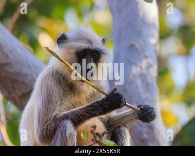 primo piano di langur grigio che regge un lungo ramoscello e mangia la corteccia come se suonasse il flauto Foto Stock