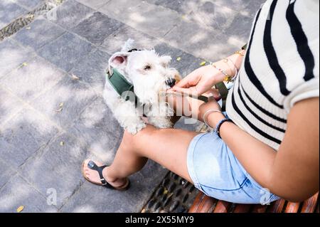 Primo piano della mano di una donna regalando un regalo a un simpatico cane bianco in una giornata di sole all'aperto Foto Stock