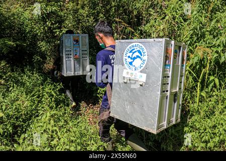 Giava Occidentale, Indonesia. 7 maggio 2024. I membri dell'International Animal Rescue (IAR) Indonesia trasportano lori lenti di Giava prima di rilasciarli in natura a Giava Occidentale, Indonesia, 7 maggio 2024. Sei lori lenti di Giava sono stati rilasciati in natura dopo aver ricevuto un trattamento presso il centro di riabilitazione IAR Indonesia. Crediti: Rangga Firmansyah/Xinhua/Alamy Live News Foto Stock