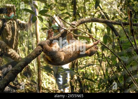 Giava Occidentale, Indonesia. 7 maggio 2024. A Javan slow loris viene visto dopo essere stato rilasciato in natura a Giava Occidentale, Indonesia, 7 maggio 2024. Sei lori lenti di Giava sono stati rilasciati in natura dopo aver ricevuto un trattamento presso il centro di riabilitazione IAR Indonesia. Crediti: Rangga Firmansyah/Xinhua/Alamy Live News Foto Stock