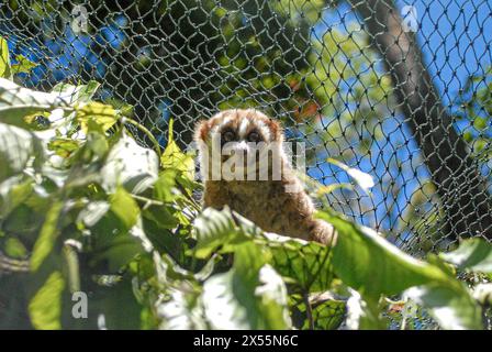 Giava Occidentale, Indonesia. 7 maggio 2024. A Javan slow loris viene visto dopo essere stato rilasciato in natura a Giava Occidentale, Indonesia, 7 maggio 2024. Sei lori lenti di Giava sono stati rilasciati in natura dopo aver ricevuto un trattamento presso il centro di riabilitazione IAR Indonesia. Crediti: Rangga Firmansyah/Xinhua/Alamy Live News Foto Stock