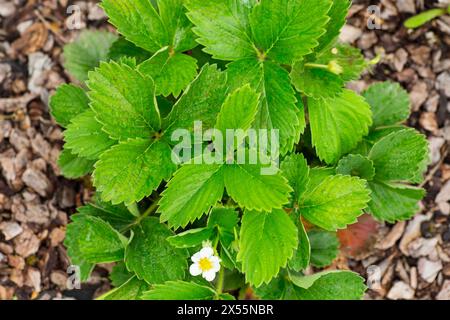 cespuglio di fragole fresche in fiore sulla corteccia degli alberi . Foto Stock