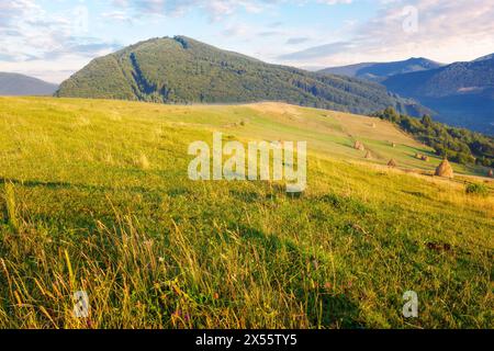 area rurale dei carpazi di quartiere dei volovets con dolci colline in una mattinata di sole d'estate. pagliaio o pani vicino alla foresta sul campo erboso. cou Foto Stock