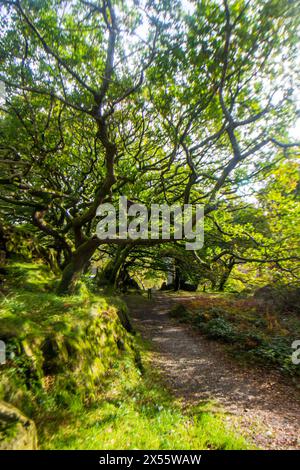 Rami contorti di querce gallesi, sovrastanti un sentiero nel passo Nant Gwynant nel Parco Nazionale di Eryri in Galles Foto Stock