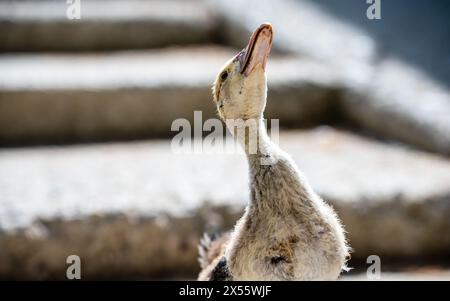 Foto di un fiero anatroccolo. Foto Stock