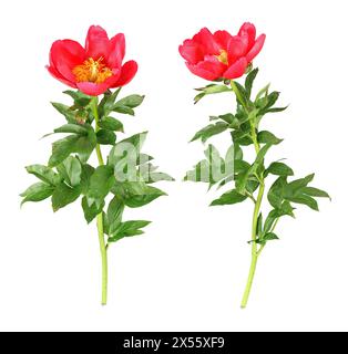 Peonia nobile non piena che è adatta alle api Foto Stock