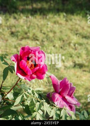 Foto ravvicinata verticale di due fiori di peonia rosa sullo sfondo del prato verde. Foto Stock