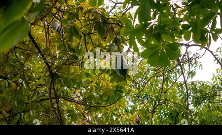 Baccelli su un filetto di seta, Ceiba speciosa Foto Stock