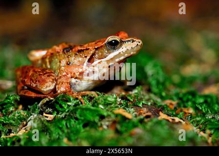 Rana rossastra (Rana temporaria) a Monte Aloia, Pontevedra, Spagna Foto Stock