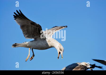 Gabbiano (Larus sp.) A Rianxo, A Coruña, Spagna Foto Stock