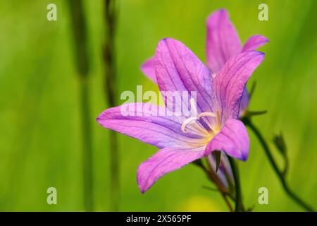 Spargere il fiore di Bellflower (Campanula patula) in primo piano Foto Stock