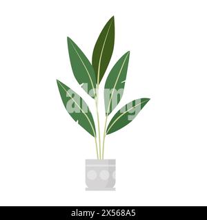 Pianta verde in vaso, Ficus elastica in vaso in crescita per illustrazione vettoriale da giardino interno Illustrazione Vettoriale