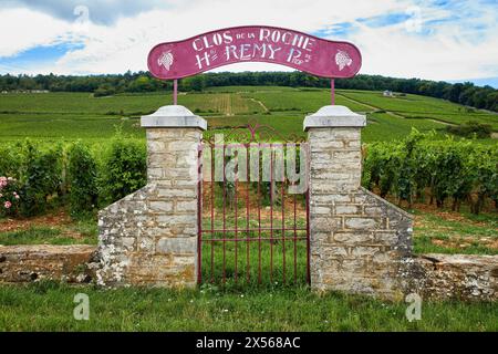 Il Pinot noir vigne, Clos de la Roche, Gevrey-Chambertin, Côte de Nuits, Côte d'Or, Borgogna, Borgogna, in Francia, in Europa Foto Stock