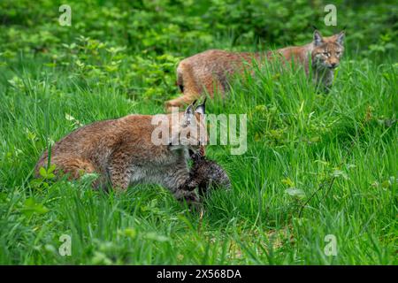 Due giovani linci eurasiatiche (Lynx Lynx) che camminano con prede catturate in praterie/prati Foto Stock