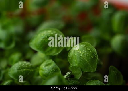 Primo piano di vivaci foglie di basilico verde cosparse di rugiada fresca del mattino, catturando l'essenza di un giardino di erbe sano e fiorente. Foto Stock