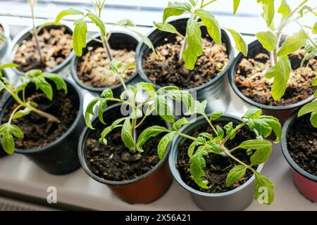 piantine di pomodoro che crescono in pentole sul davanzale della finestra Foto Stock