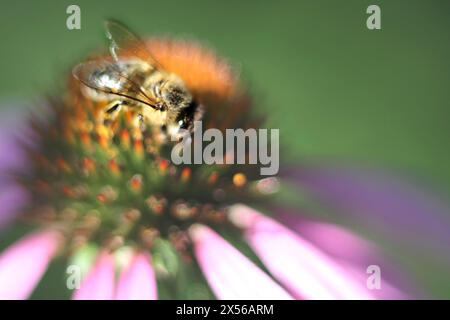 Bumblebee su fiore di Echinacea purpurea. Macro, primo piano. Posizione testo, spazio copia. Messa a fuoco selettiva, morbida, sfocatura. Piante medicinali. Foto Stock