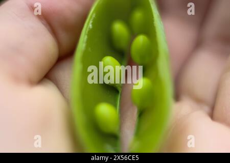 Un branco aperto di giovani piselli verdi riposa nel palmo della mano. Messa a fuoco selettiva. Macrofoto. Foto Stock