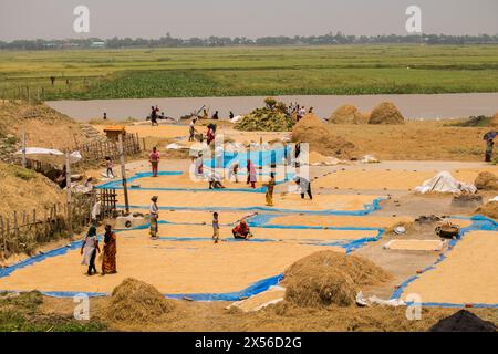 Lavoratore di pepoli rurali che essicca il riso in campo, risone secco degli agricoltori in bngladesh.21 aprile 2024, Foto Stock