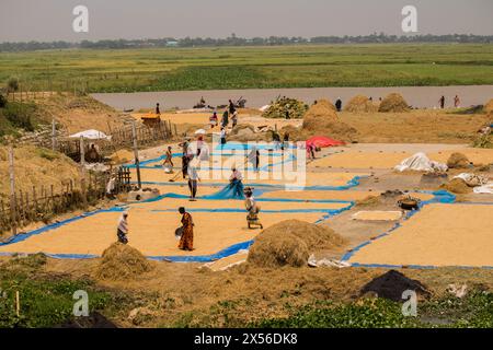 Lavoratore di pepoli rurali che essicca il riso in campo, risone secco degli agricoltori in bngladesh.21 aprile 2024, Foto Stock