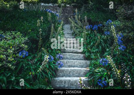 Bellissimi fiori di agapanthus africanus accanto ad una scalinata in pietra nei giardini del Palazzo di cristallo Jardins do Palacio de Cristal. Foto Stock