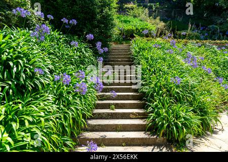 Bellissimi fiori di agapanthus africanus accanto ad una scalinata in pietra nei giardini del Palazzo di cristallo Jardins do Palacio de Cristal. Foto Stock