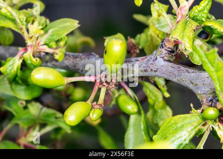 Frutta che si sviluppa su albero di prugna, Prunus domestica 'Burbank Giant Prune' nel mese di maggio, prima di giugno goccia. Foto Stock