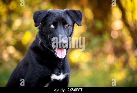 Un giovane cane di razza mista Retriever bianco e nero con eterocromia, un occhio blu e un occhio marrone Foto Stock