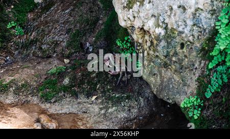 Il granchio è seduto sulle rocce con il muschio. Foto Stock
