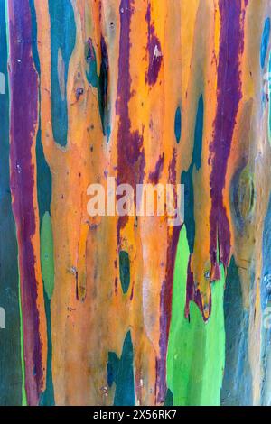 Primo piano della corteccia colorata di un eucalipto arcobaleno (eucalipto deglupta) - Costa Rica Foto Stock