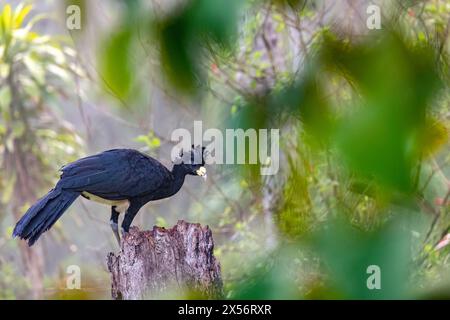 Grande curassow (Crax rubra) maschio - la Laguna del Lagarto Eco-Lodge, Boca Tapada, Costa Rica Foto Stock